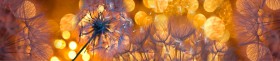 Кухонный фартук Мерцание Одуванчики золотистые 3 серебро в Назарово - nazarovo.katalogmebeli.com | фото