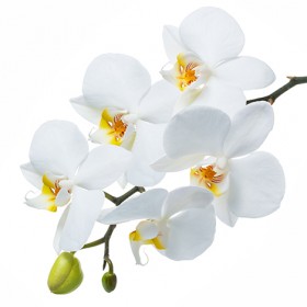 Стол обеденный Танго белый/Орхидея в Назарово - nazarovo.katalogmebeli.com | фото 3